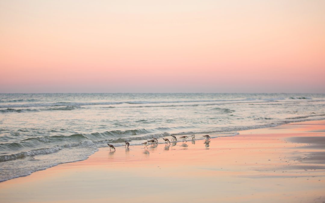 The Best of Panama City Beach